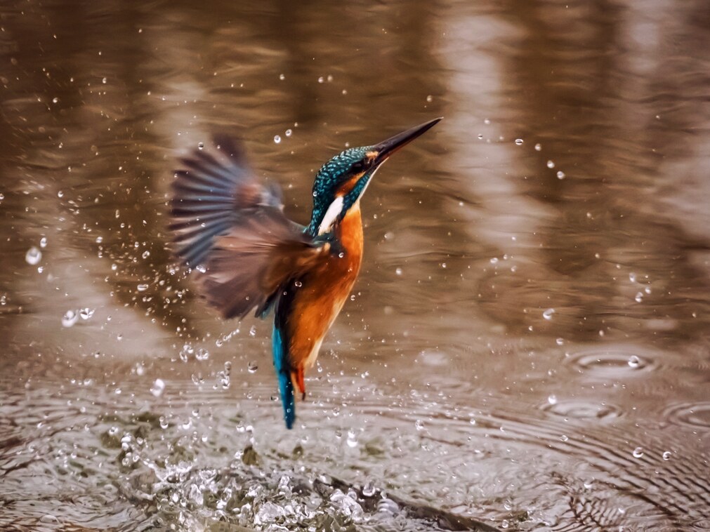 IJsvogel duikt op uit het water